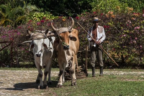 Žemdirbystė,  Jautis,  Gyvuliai,  Ūkis,  Kuba