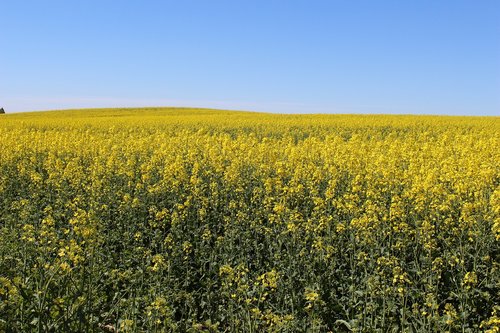 Agrofirma ,  Laukas,  Derlius,  Ūkis,  Kraštovaizdis