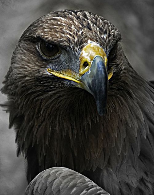 Aguila, Plėšrusis Paukštis, Gyvūnas