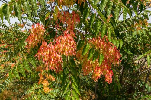 Ailanthus Altissima, Dangaus Medis, Ailanthus, Medis, Flora, Botanika, Augalas, Vaisiai, Rūšis