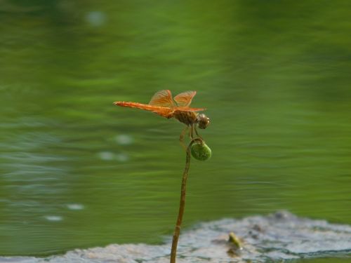 Oras, Oranžinė, Žalias Vanduo