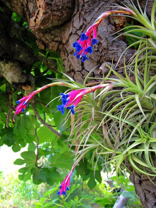 Oro Gvazdikas, Tillandsia Aeranthos, Augalai