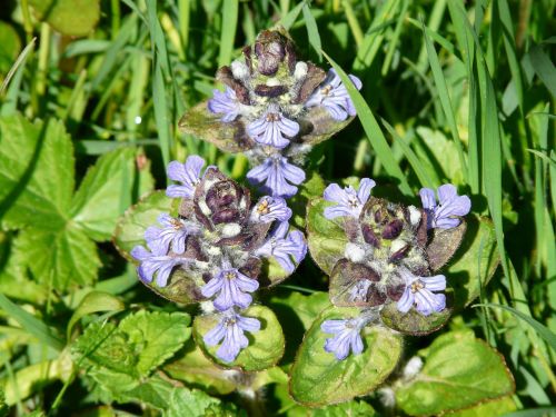 Ajuga Günsel, Aštraus Gėlė, Ajuga Reptans L, Lamiaceae, Mėlynas, Bugle, Ajuga