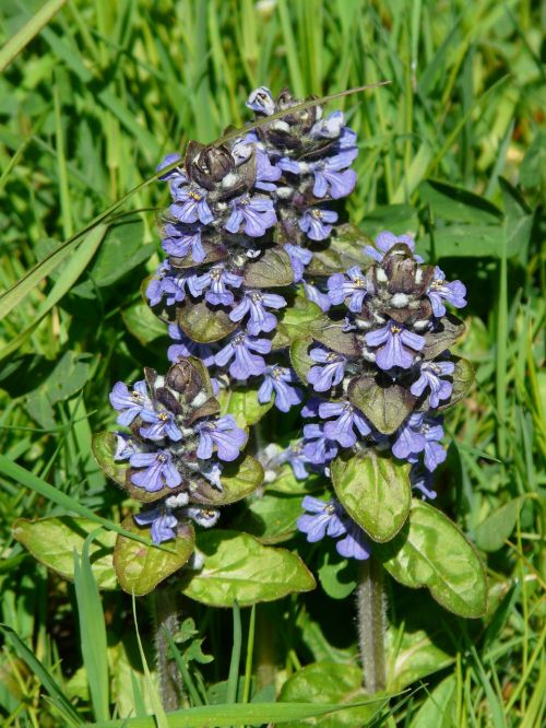 Ajuga Günsel, Aštraus Gėlė, Ajuga Reptans L, Lamiaceae, Mėlynas, Bugle, Ajuga