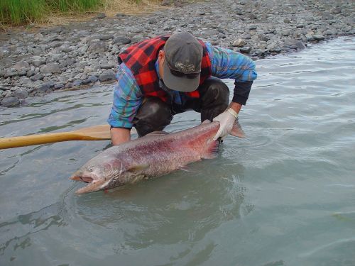 Alaska, Giminė Lašiša, Upė, Žvejyba