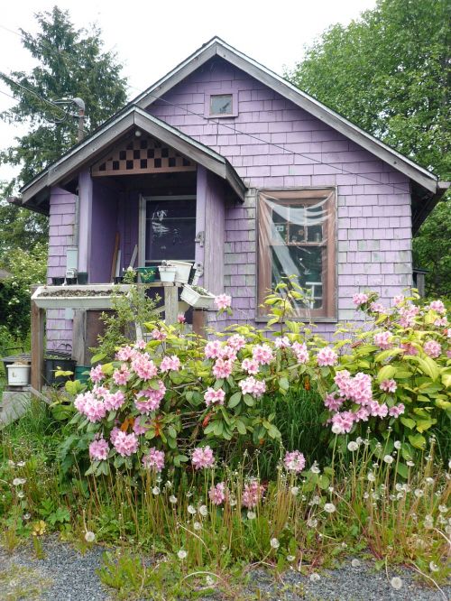 Alaska, Gėlės, Namas, Violetinė, Žydi