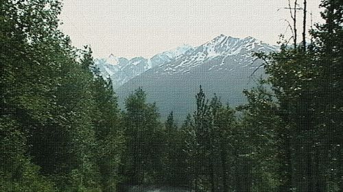 Nuotrauka,  Valstybė,  Parkas,  Žalias,  Takas,  Kelias,  Alaskos Kalnai Gamtos Medžiai