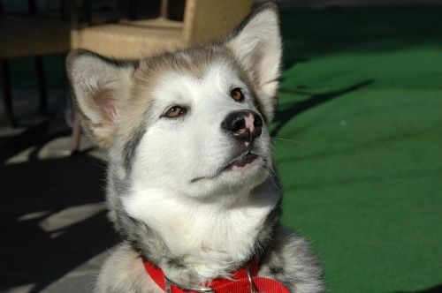 Alaskan Malamute, Šuniukas, Šuo