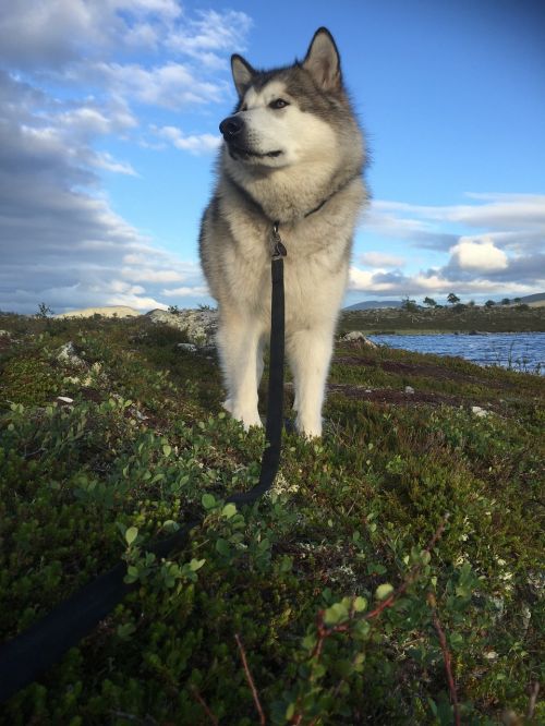 Alaskan Malamute, Sledas Šuo, Norvegija, Femundsmarka, Šuo, Vidaus Šuo