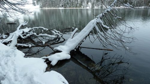 Alatsee, Allgäu, Žiema, Vanduo, Spieglung, Sniegas, Medis