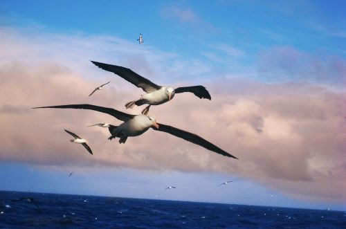 Albatros, Paukščiai, Vandens, Kraštovaizdis, Vandens Paukščiai, Gyvūnai, Gamta