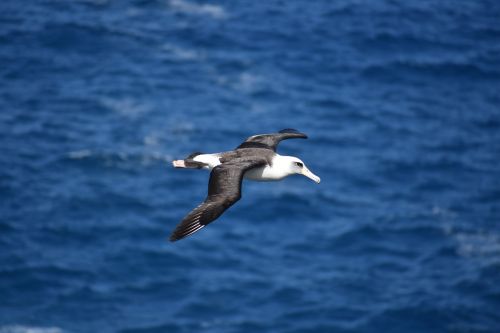 Albatross, Paukštis, Birding, Skraidantis, Gamta