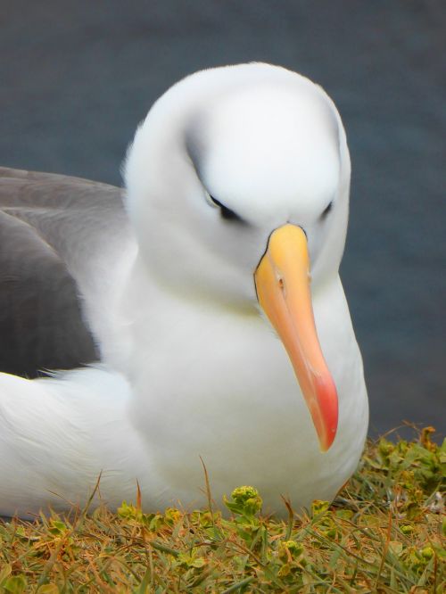 Albatross, Paukštis, Sąskaitą