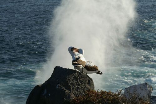Albatrosses, Daugiau, Vanduo, Rokas, Paukštis, Galapagai, Ecuador