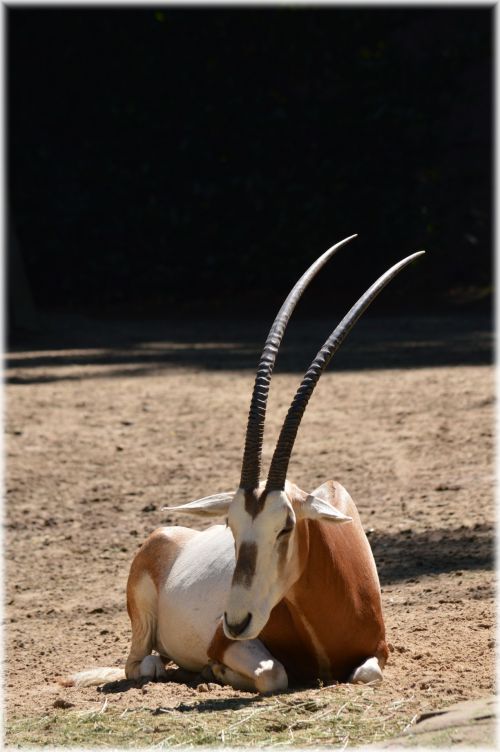 Antilopė,  Scimitar & Nbsp,  Oryx,  Žolė,  Krūmai,  Savana,  Gyvūnas,  Laukiniai,  Natūralus,  Išnykęs,  Scimitar Oryx 03