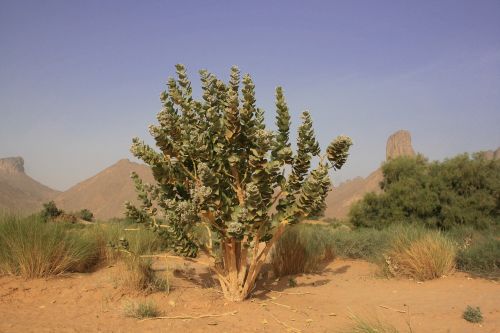 Algeria, Sahara, Dykuma, Tropinė Augmenija