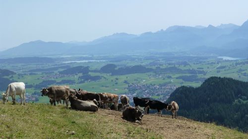 Allgäu, Saulė, Karvės, Alpe, Ežeras Forggensee, Ežeras, Pfronten