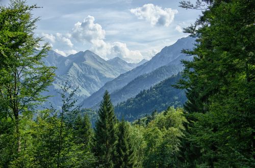 Allgäu, Oberstdorf, Kalnai, Miškas, Medžiai, Bavarija, Vasara
