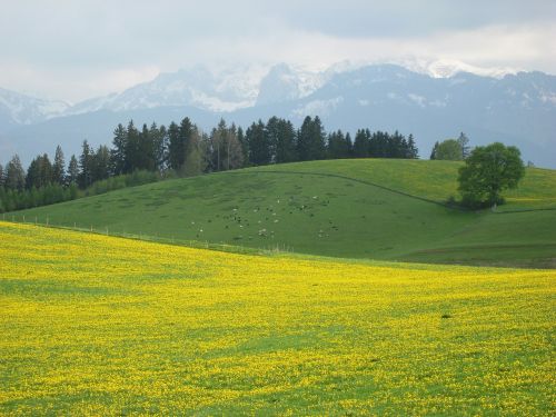 Allgäu, Pavasaris, Lowenzahnwiese, Kalnai, Alpių Gėlė, Geltona