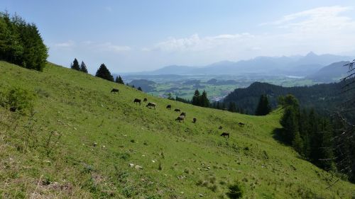 Allgäu, Kappeler Alpe, Pieva, Karvės, Kalnai, Ežerai, Karaliaus Kampas, Panorama, Rojus