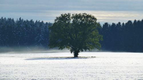 Allgäu, Ruduo, Sniegas, Poilsis, Vienatvė, Rūkas, Medžiai