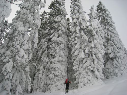 Allgäu, Slidinėjimas Atokioje Pakrantėje, Miškas, Žiema, Žiemą, Sniegas, Medžiai