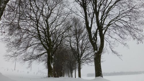 Allgäu, Žiema, Sniegas, Medžiai, Alėja, Vaikščioti
