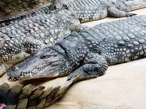 Aligatorius, Krokodilas, Pavojingas, Ropliai, Gyvūnai, Gators, Plėšrūnas, Driežas, Pėdos