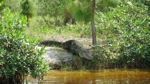 Aligatorius, Florida, Krokodilas, Laukinė Gamta, Plėšrūnas