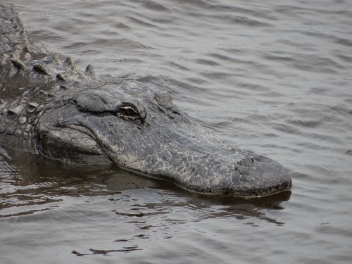 Aligatorius, Aligatorius, Laukinė Gamta, Florida