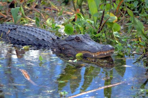 Aligatorius, Aligatorius, Laukinė Gamta, Florida, Ropliai, Gyvūnas, Aštrūs Dantukai