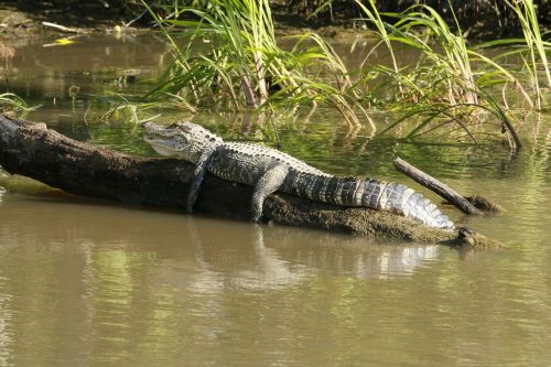 Aligatorius, Pelkė, Bayou, Gyvūnas, Krokodilas, Luiziana, Laukinė Gamta, Upė, Plėšrūnas, Degintis, Gamta, Aligatorius