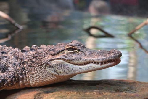 Aligatorius, Šypsena, Aligatorius, Gyvūnas, Krokodilas, Ropliai, Croc, Laukinė Gamta, Gamta, Laukiniai, Zoologijos Sodas, Everglades