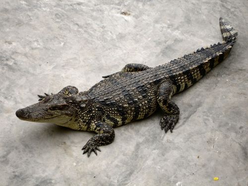 Aligatorius, Ropliai, Pavojingas, Plėšrūnas, Krokodilas
