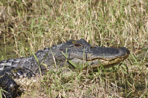 Aligatorius, Gamta, Florida, Ropliai, Krokodilas, Plėšrūnas
