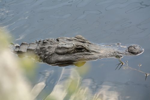 Aligatorius, Florida, Mangroviai, Vanduo, Uždaryti