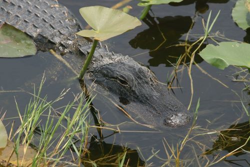 Aligatorius, Florida, Everglades, Plėšrūnas, Usa, Mangroviai, Uždaryti, Ropliai, Gyvūnų Pasaulis