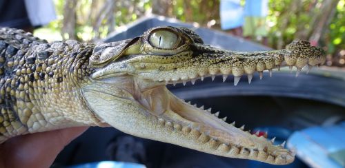 Aligatorius, Šri Lanka, Dantis