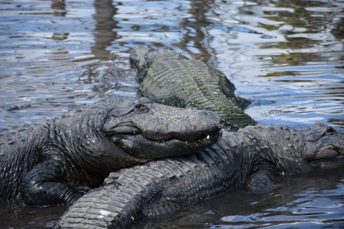 Aligatorius, Iš Arti, Šypsosi, Gators, Grupė, Ežeras, Gatorland, Orlando, Florida
