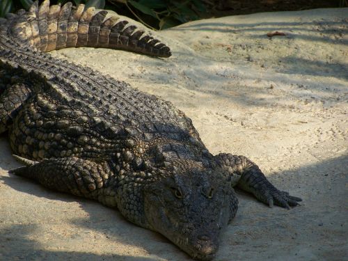 Aligatorius, Krokodilas, Ropliai, Zoologijos Sodas