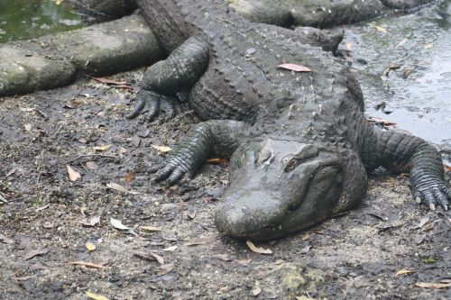 Aligatorius, Florida, Ropliai, Gamta, Laukinė Gamta, Gyvūnas, Laukiniai, Everglades, Krokodilas, Pavojingas, Pelkė, Pavojus, Aligatorius