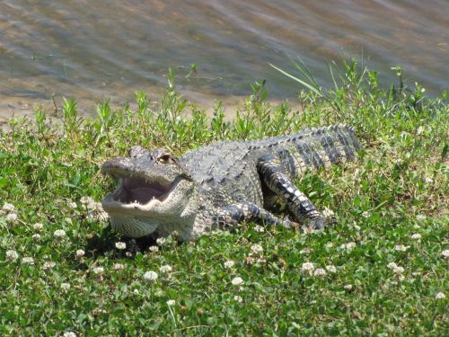 Aligatorius, Ropliai, Amerikietiškas Aligatorius, Gyvūnas, Dantys, Laukinė Gamta, Burna, Ežeras, Gamta, Florida