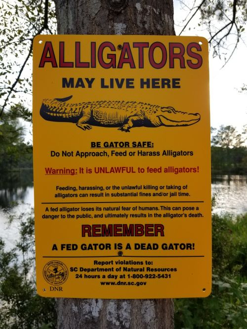 Aligatorius, Ženklas, Įspėjimas, Pavojus, Atsargiai, Gamta