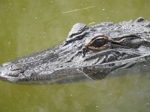Aligatorius, Florida, Gamta, Gyvūnas, Ropliai, Pelkė, Amerikietis, Aligatorius