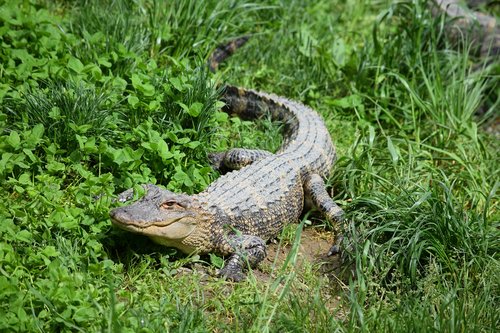 Aligatorius,  Zoo,  Krokodilas,  Laukinių,  Pobūdį,  Žalias,  Pavojus,  Pavojingas