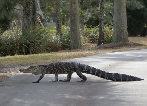 Aligatorius,  Pėsčiomis,  Golfo Laukas,  Roplys,  Florida,  Kelias