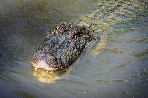Aligatorius, Amerikietiškas Aligatorius, Aligatorius, Amfibija, Luiziana, Bayou, Plėšrūnas, Pavojingas