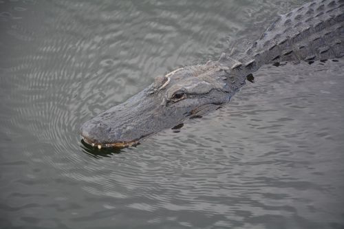 Aligatorius, Everglades, Krokodilas, Pavojingas, Hir