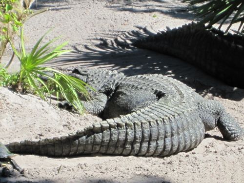 Aligatorius, Krokodilas, Uodega