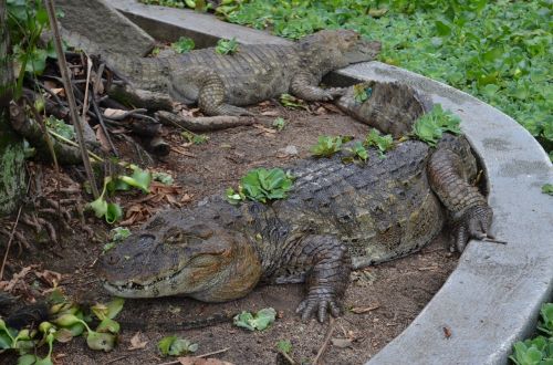 Aligatorius, Zoologijos Sodas, Gamta